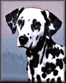 Gypsy's Rambling Ivy 1998-2001